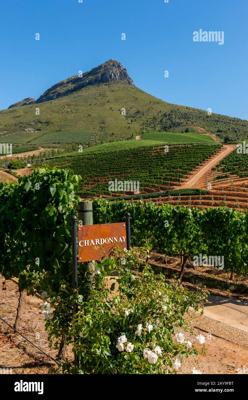 Vigneti Chardonnay della Delaire Groff Estate, nella regione di Stellenbosch, nella provincia occidentale del Capo del Sud Africa, vicino a Città del Capo. Foto Stock