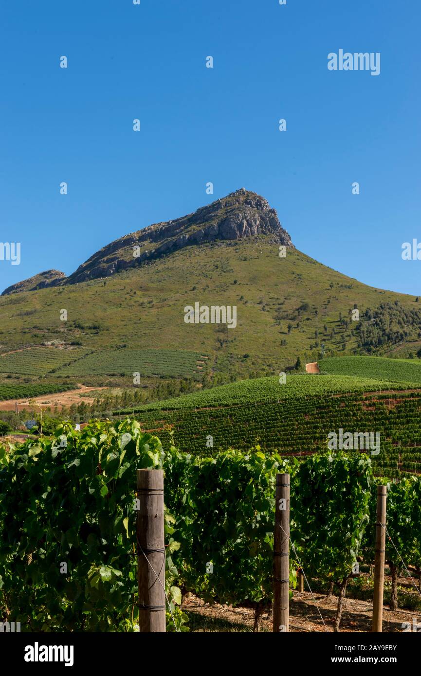 Vista delle montagne e dei vigneti di Stellenbosch dalla Delaire Groff Estate nella provincia occidentale del Capo del Sud Africa vicino a Città del Capo. Foto Stock