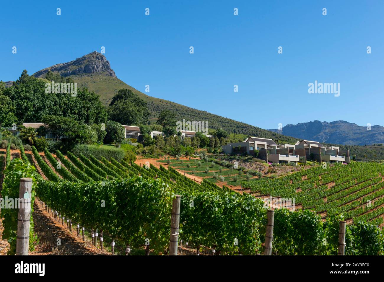 Vista delle montagne e dei vigneti di Stellenbosch dalla Delaire Groff Estate nella provincia occidentale del Capo del Sud Africa vicino a Città del Capo. Foto Stock