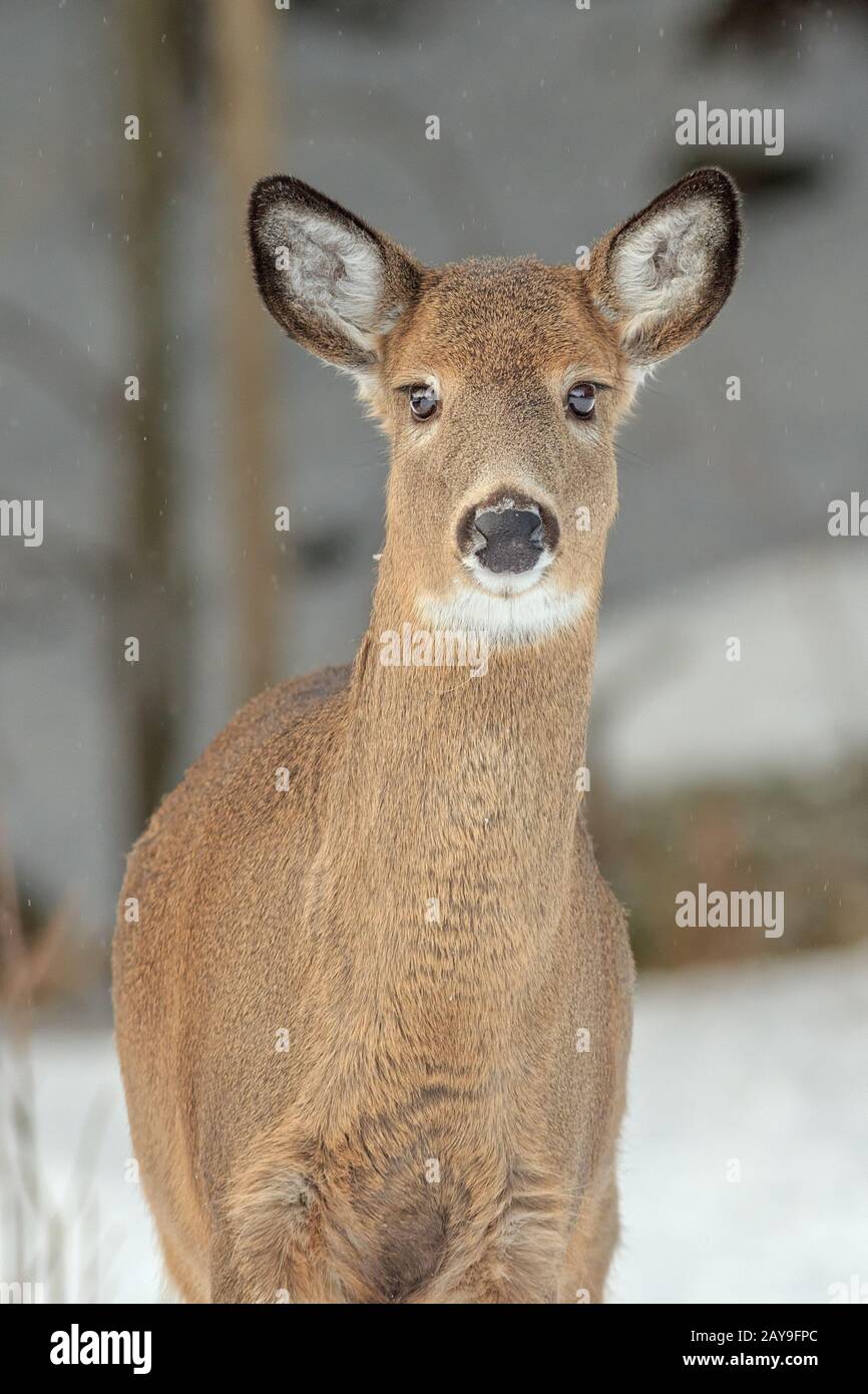 Un ritratto di Cervo dalla coda bianca in inverno. Foto Stock