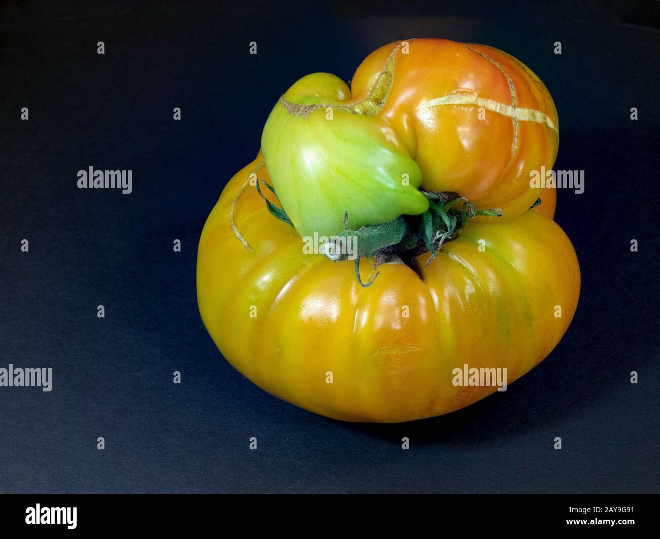 Tomatoe di forma dispari Foto Stock