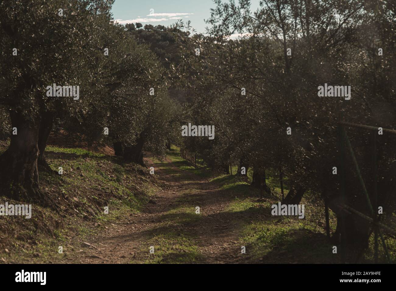 Strada in campagna con ulivi sul bordo Foto Stock