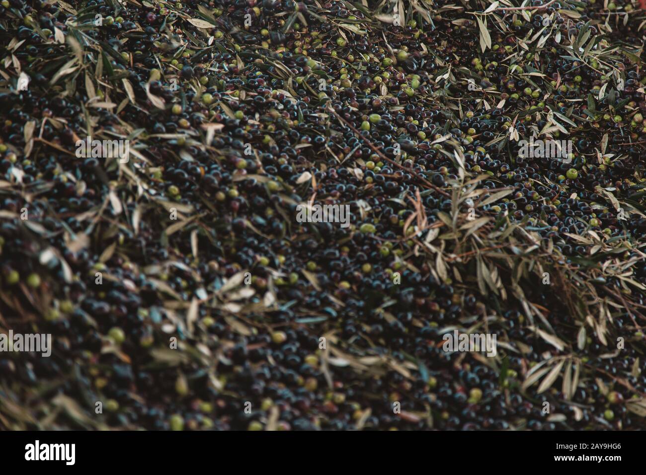 olive con foglie di albero in una tramoggia Foto Stock