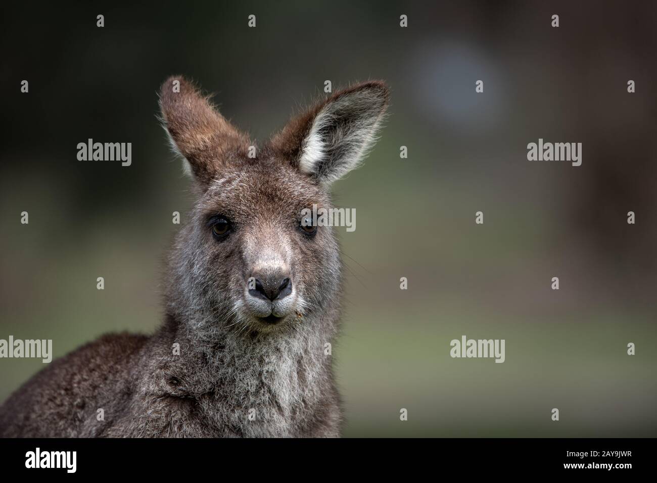 Ritratto di wallaby in Australia Foto Stock