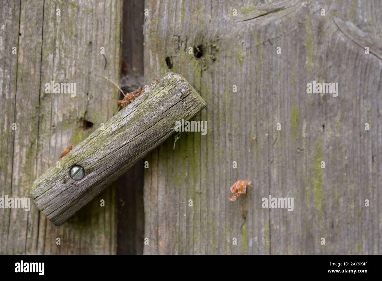 vecchia porta rustica in legno di un fienile con maniglia origniellem - primo piano Foto Stock