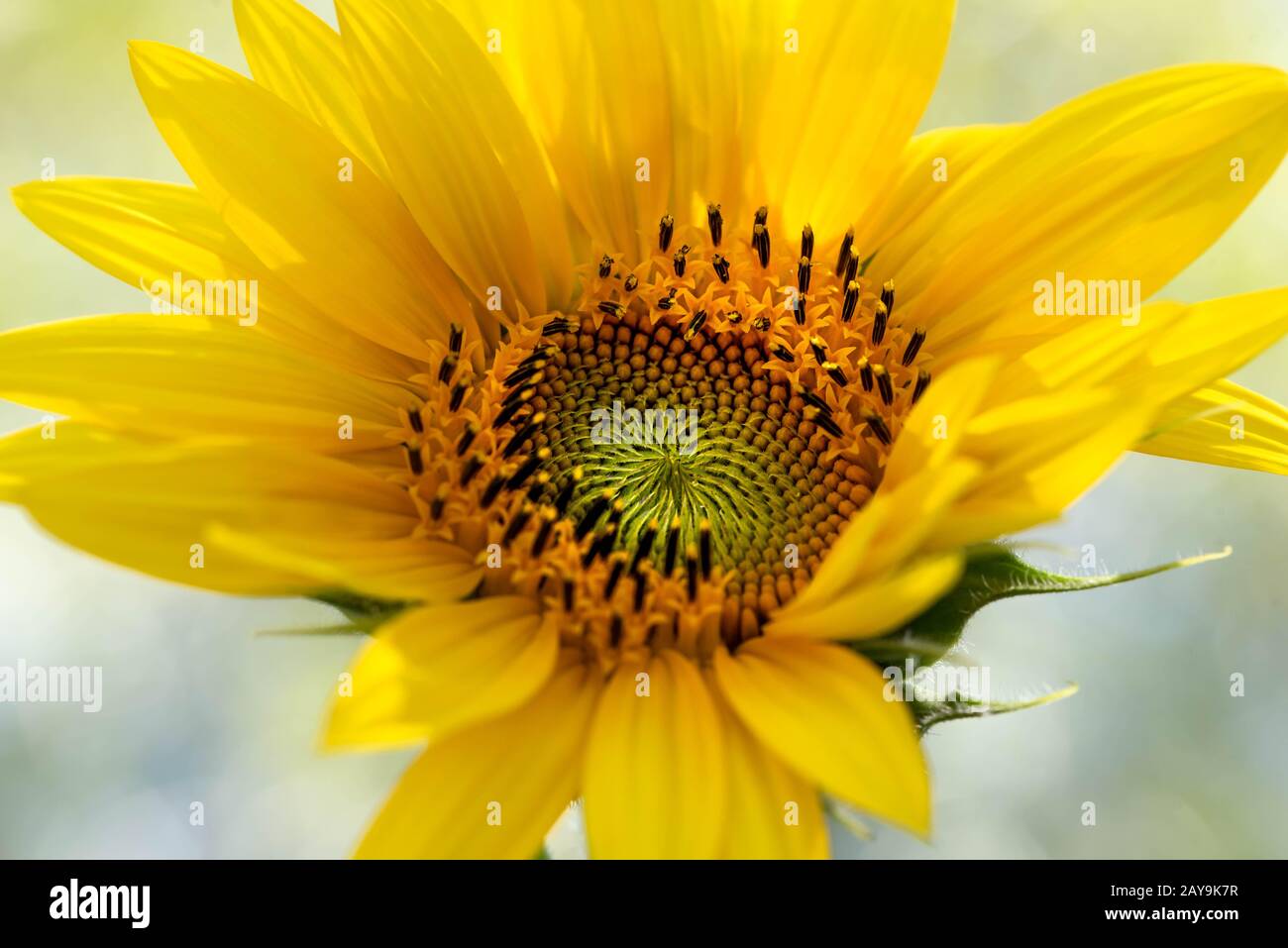 macro scatto di un girasole Foto Stock