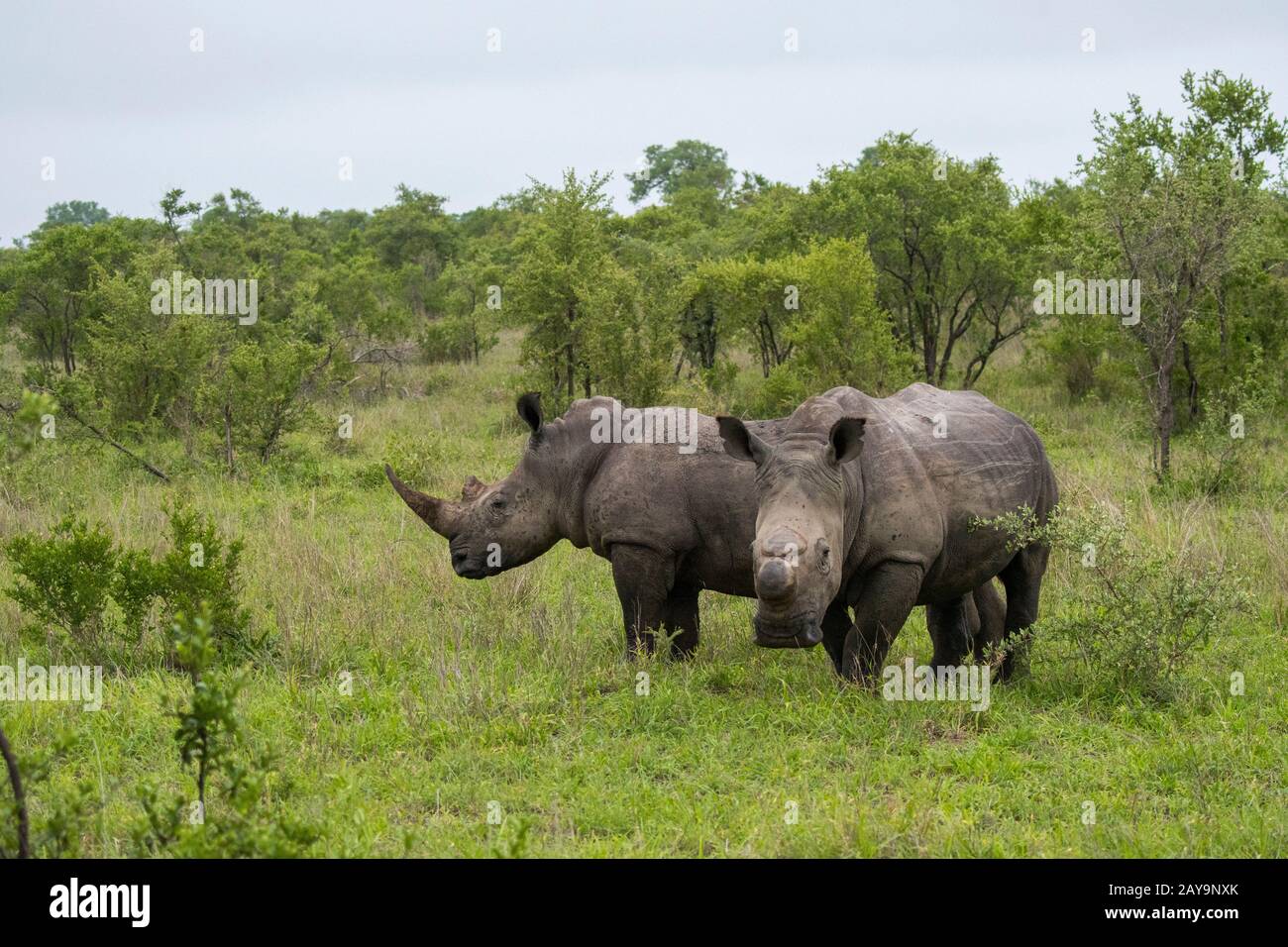 Rinoceronti bianchi o rinoceronti squadrati (Ceratotherium simum), uno dehorned per proteggerlo dal bracconaggio, nella Riserva di Manyeleti nel Kruger Foto Stock