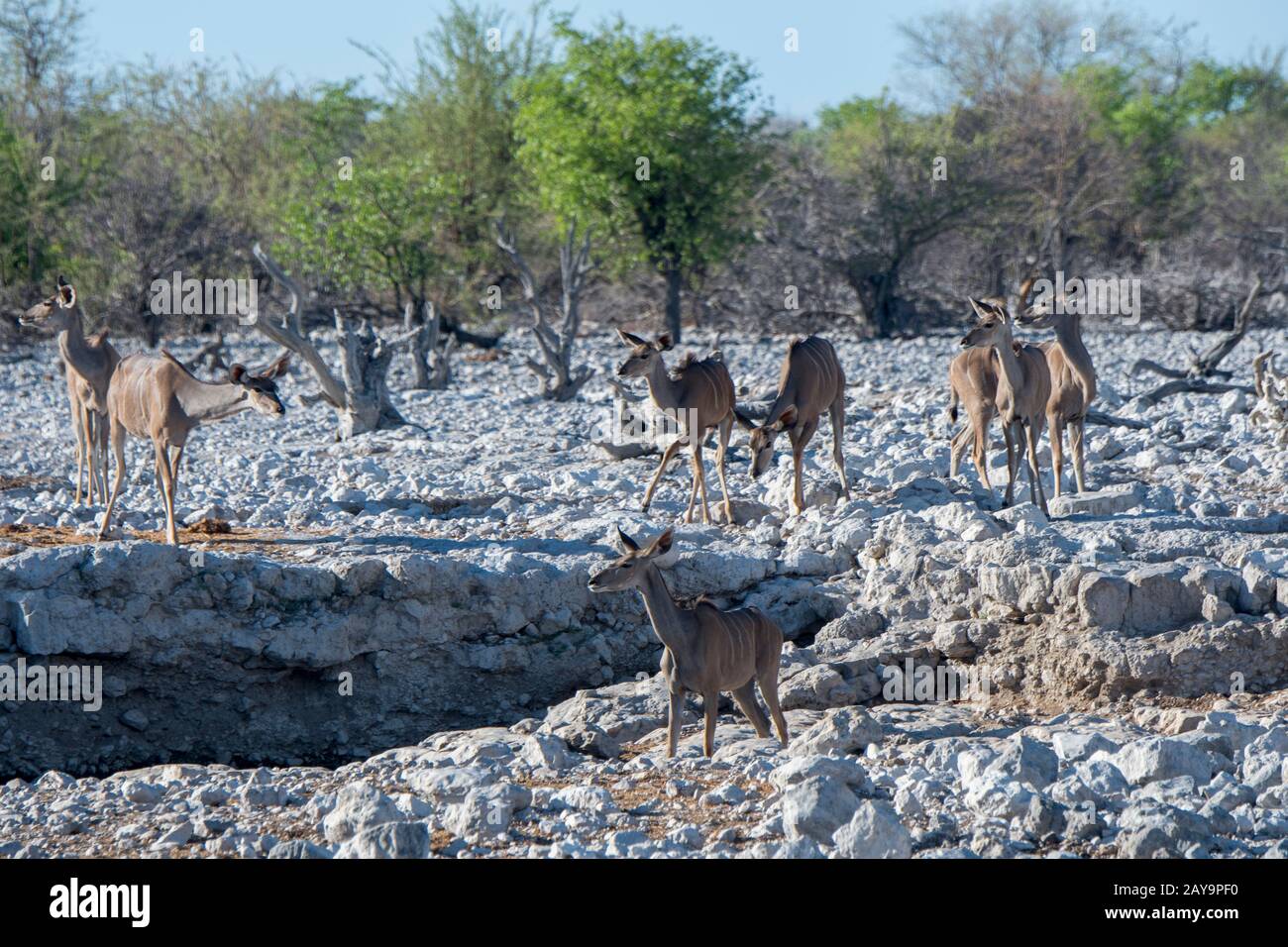 Grande kudus (Tragelaphus strepsiceros) in un buco d'acqua nel Parco Nazionale di Etosha in Namibia nord-occidentale. Foto Stock