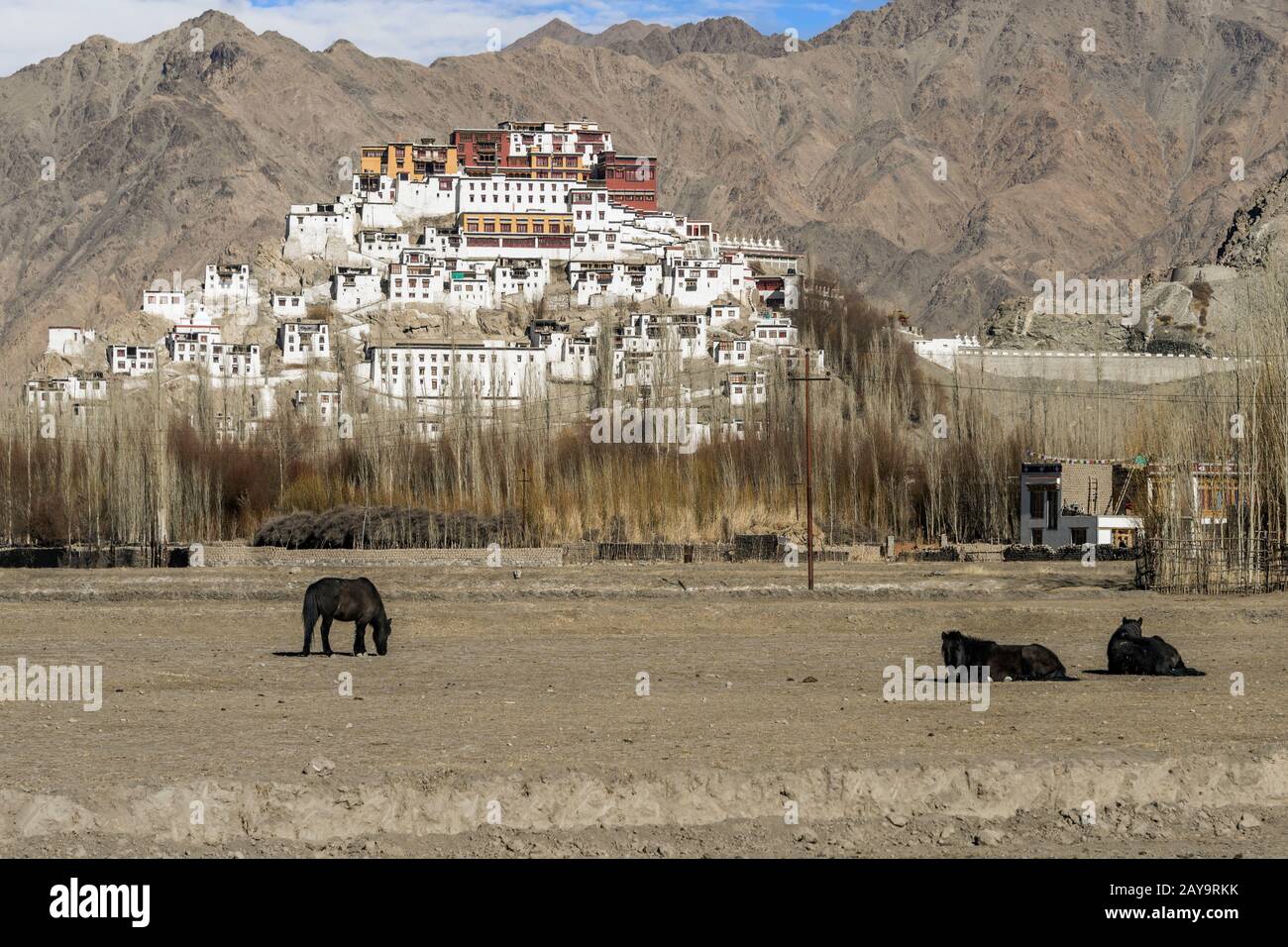 Thikse Gompa con cavalli, Indo River, ad est di Leh, Ladakh, India Foto Stock