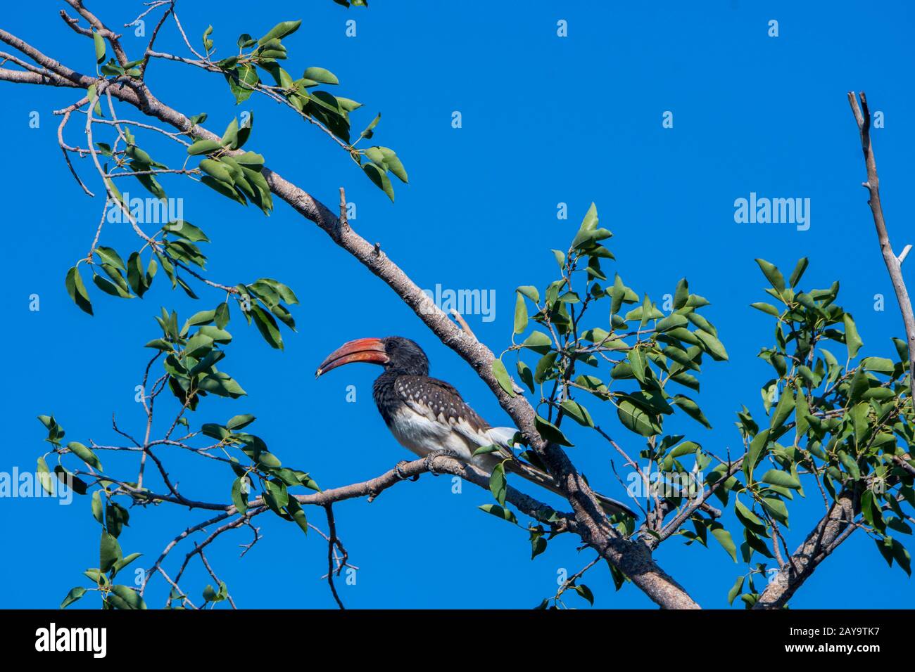 Un hornbill di Monteiros (Tockus monteiri) arroccato in un albero nella Riserva di gioco di Ongava, a sud del Parco Nazionale di Etosha nella Namibia nord-occidentale. Foto Stock