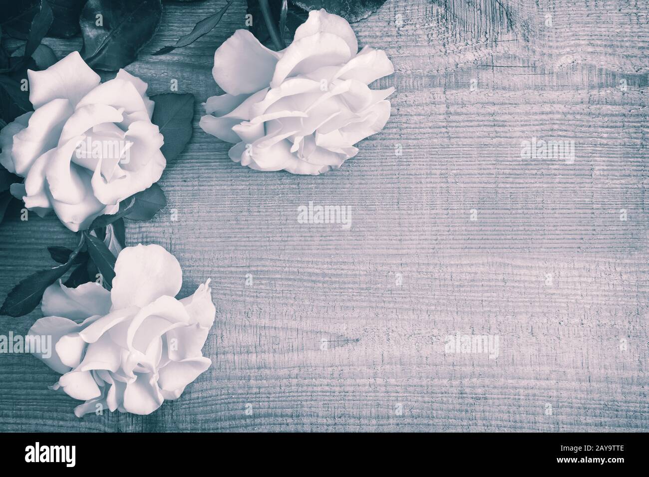 Luxury Rose giallo su uno sfondo di legno chiaro Foto Stock