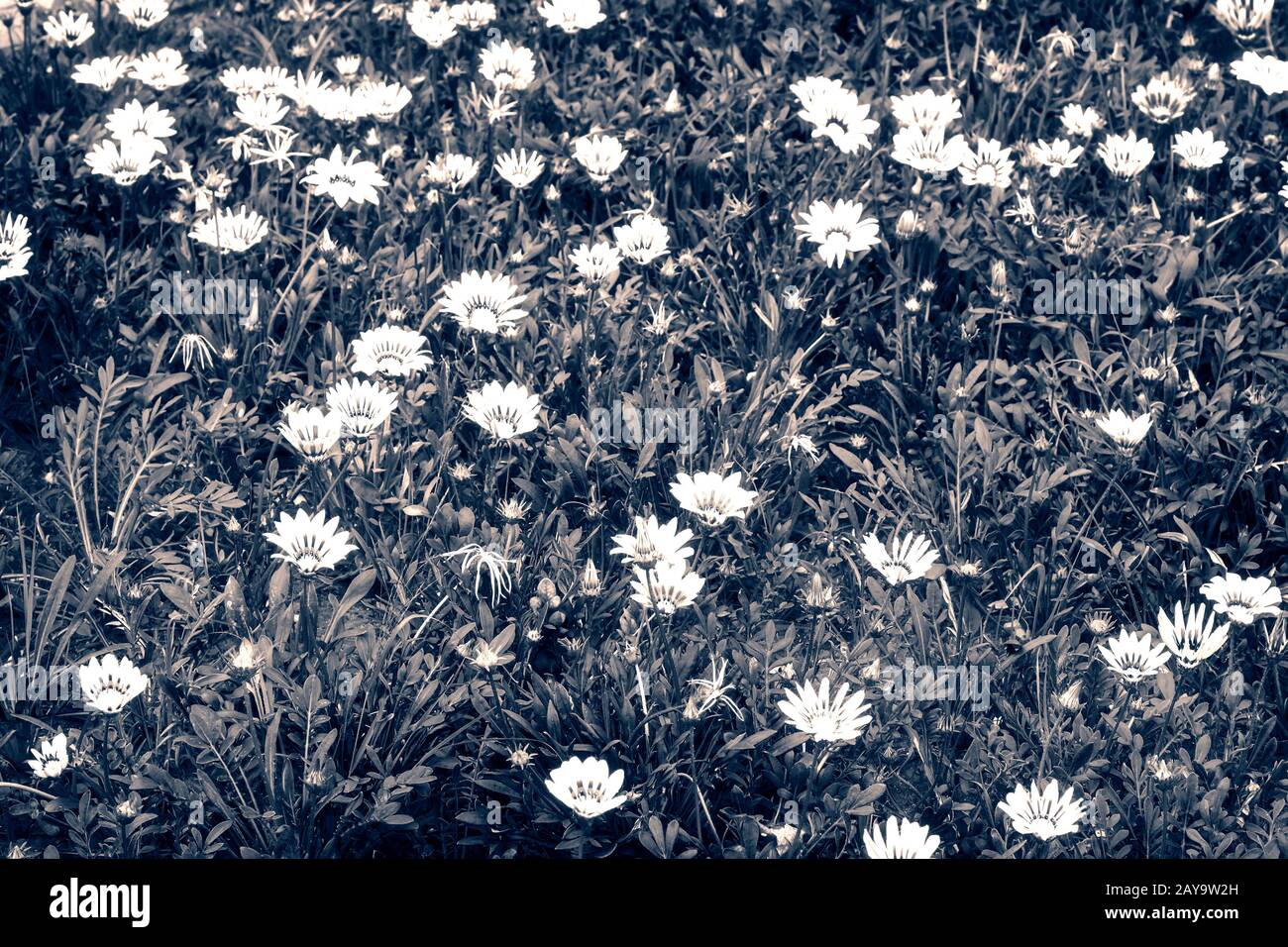 Bellissimi fiori su un letto di fiori nel giardino. Foto Stock