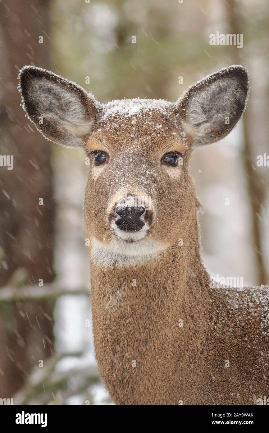 Un ritratto di Cervo dalla coda bianca in inverno. Foto Stock