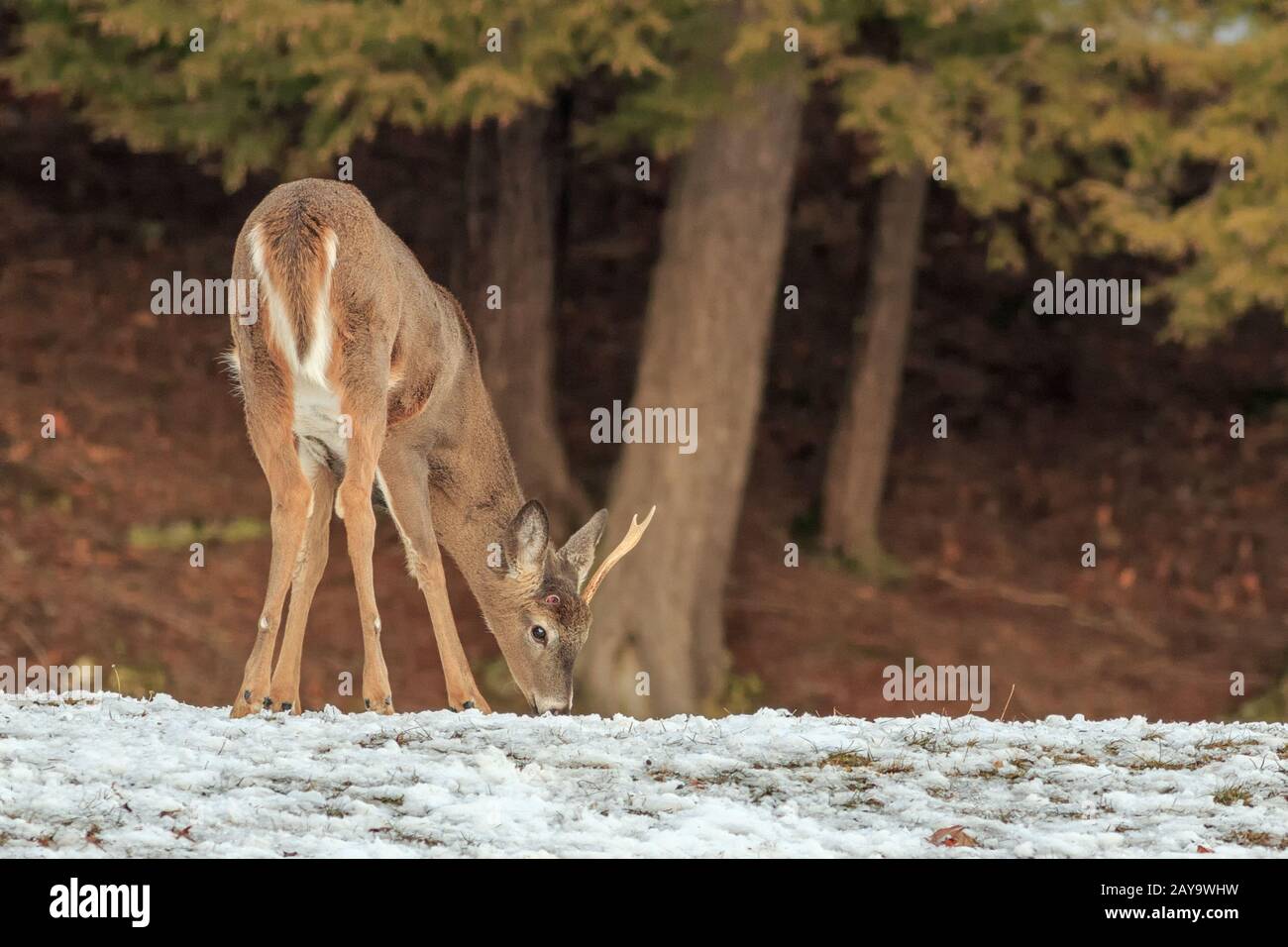 Un buck dalla coda bianca dopo aver sparato una formina. Foto Stock