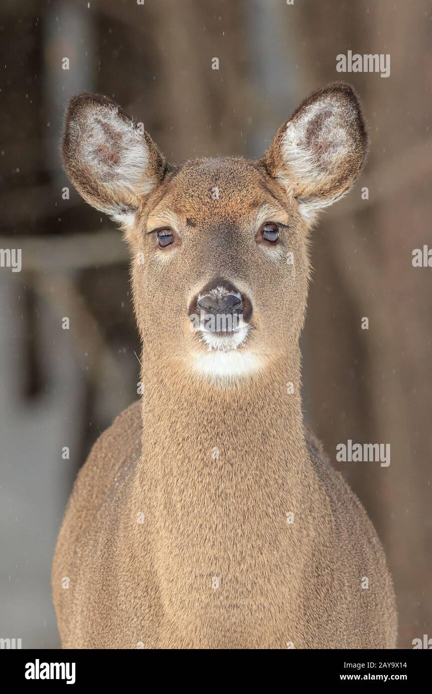 Un ritratto di Cervo dalla coda bianca in inverno. Foto Stock