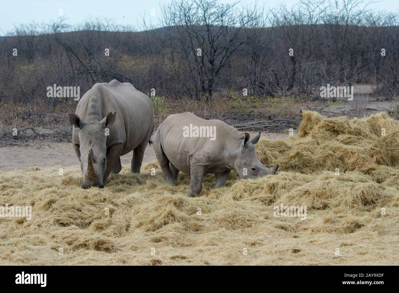 Una madre e un bambino rinoceronte bianco o rhinoceronte a lisca quadrata (Ceratotherium simum) mangiare fieno, un programma di alimentazione a causa della situazione di progetto, in th Foto Stock
