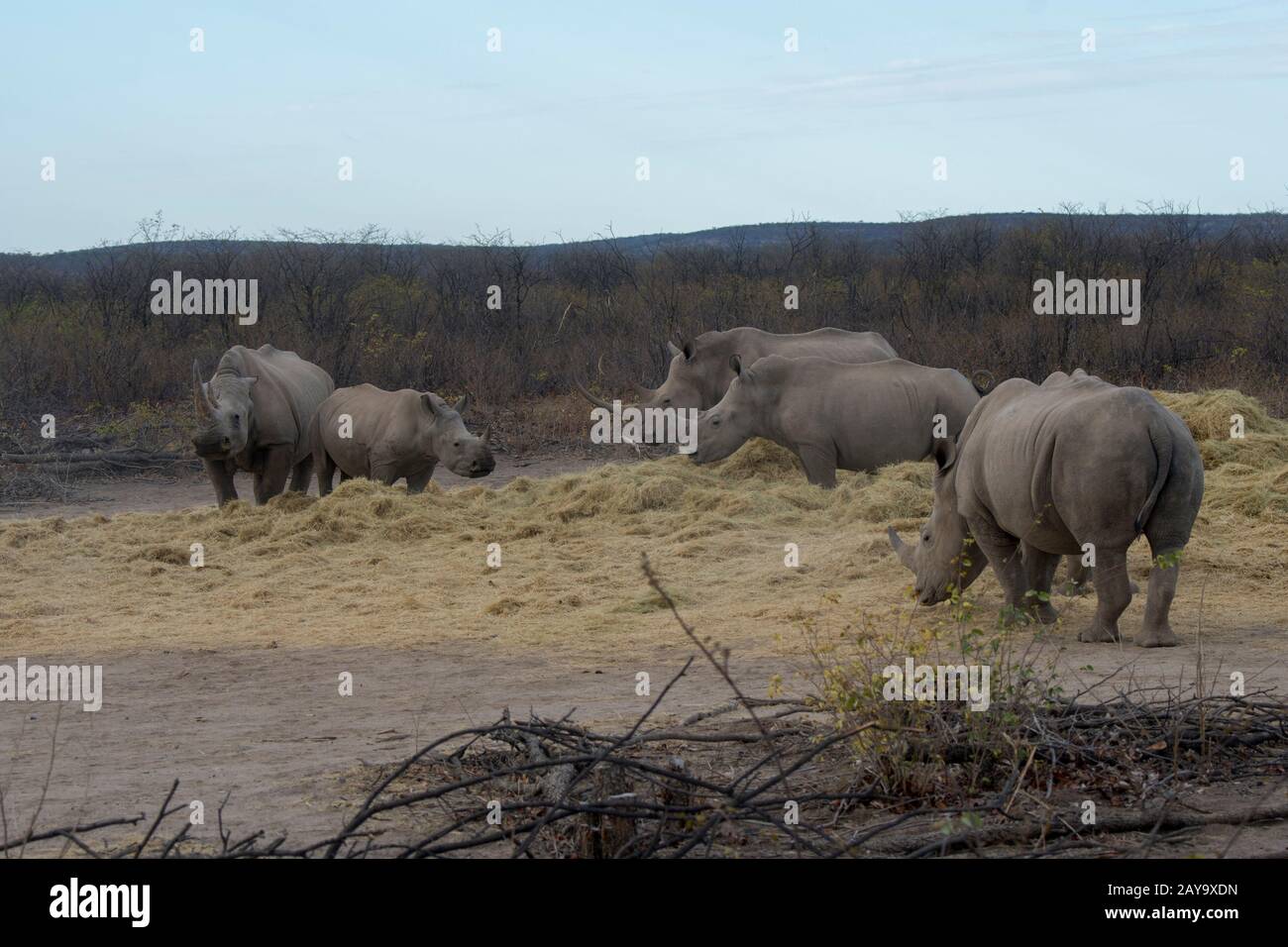 Rinoceronti bianchi o rinoceronti squadrati (Ceratotherium simum) mangiare fieno, un programma di alimentazione a causa della situazione di progetto, nel gioco di Ongava Re Foto Stock