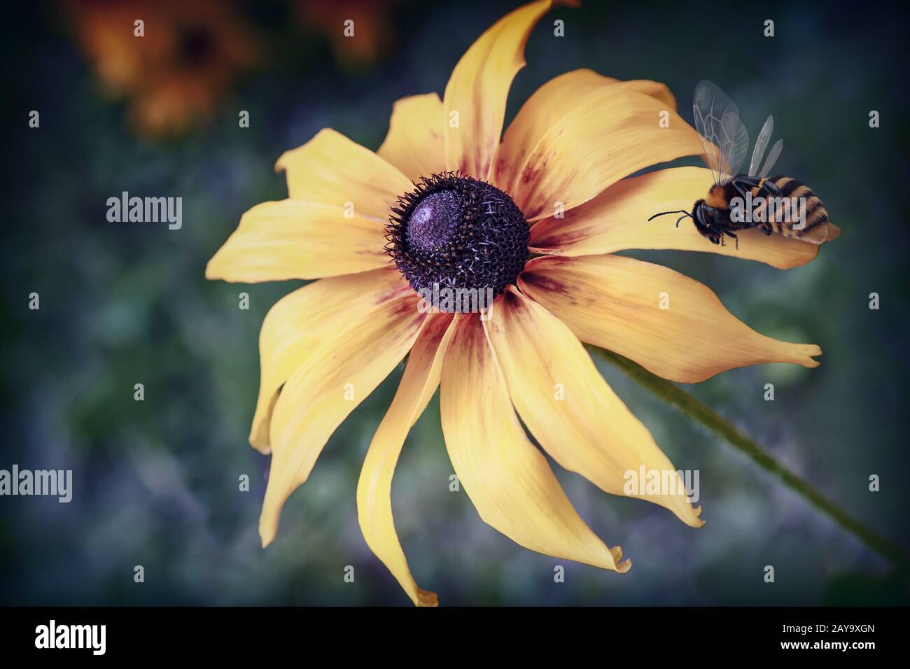 Il fiore di rudbeckia con ape su fiore Foto Stock