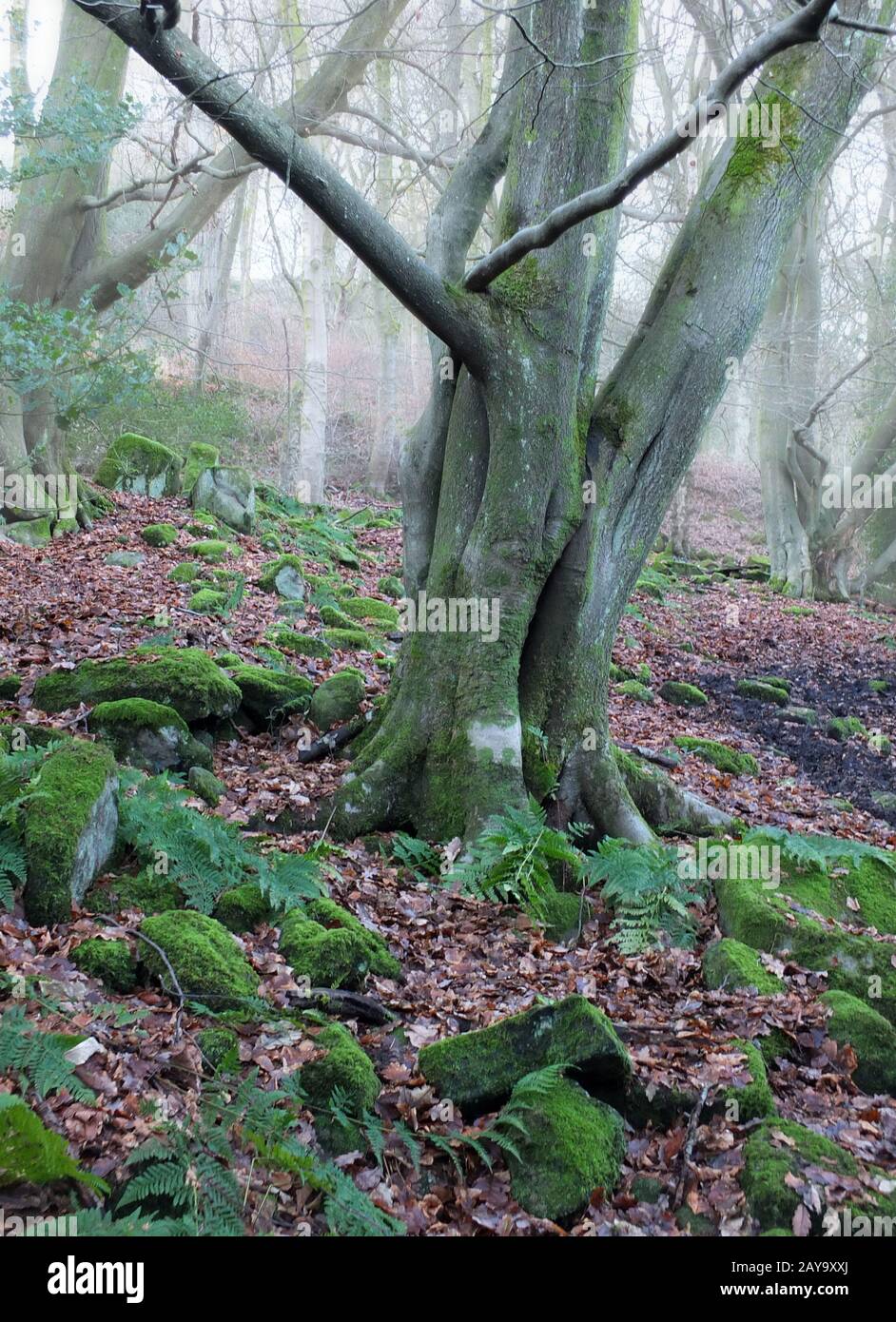 unico vecchio albero coperto muschio in foresta invernale misty con nebbia boschetto protetto con muschio e felci Foto Stock