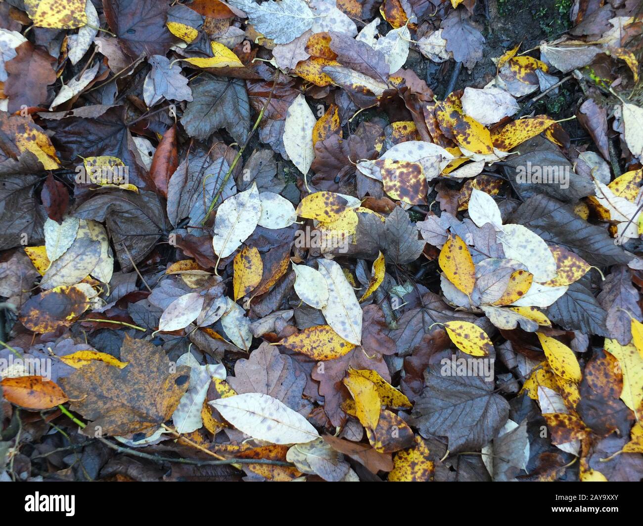 Foglie morte bagnate cadute sul terreno in sfumature di marrone e giallo su fondo tardo autumnl Foto Stock