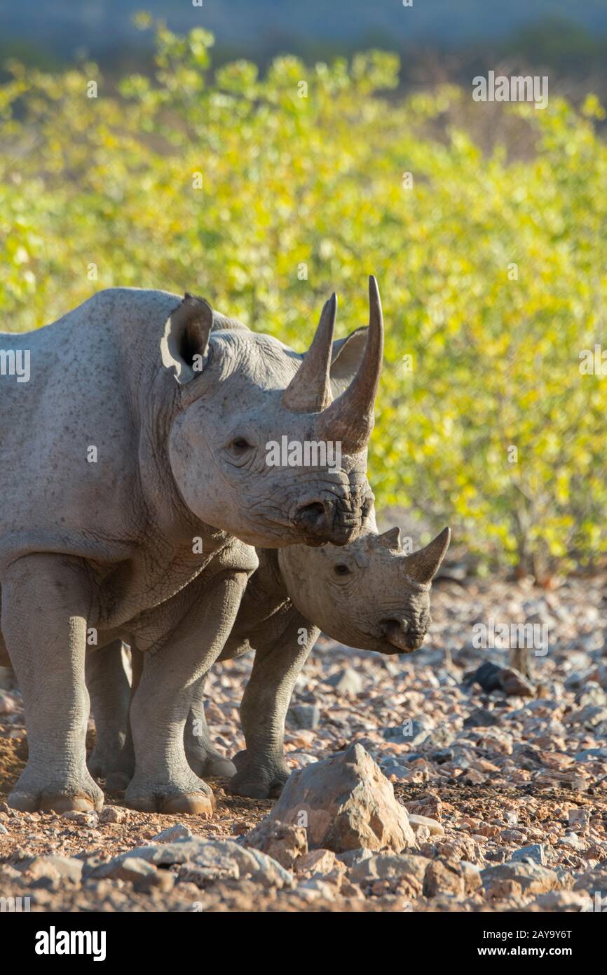 Un rinoceronte bianco o rinoceronte a lisca quadrata (Ceratotherium simum) (specie a rischio di estinzione) madre e vitello nella Riserva di gioco di Ongava, a sud dell'Eto Foto Stock