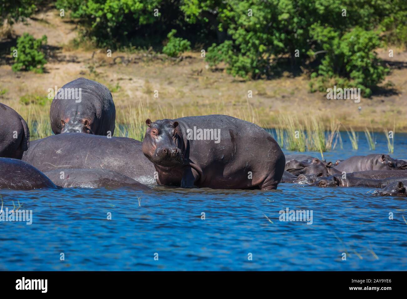 Ippopotami che riposano in acqua fredda Foto Stock