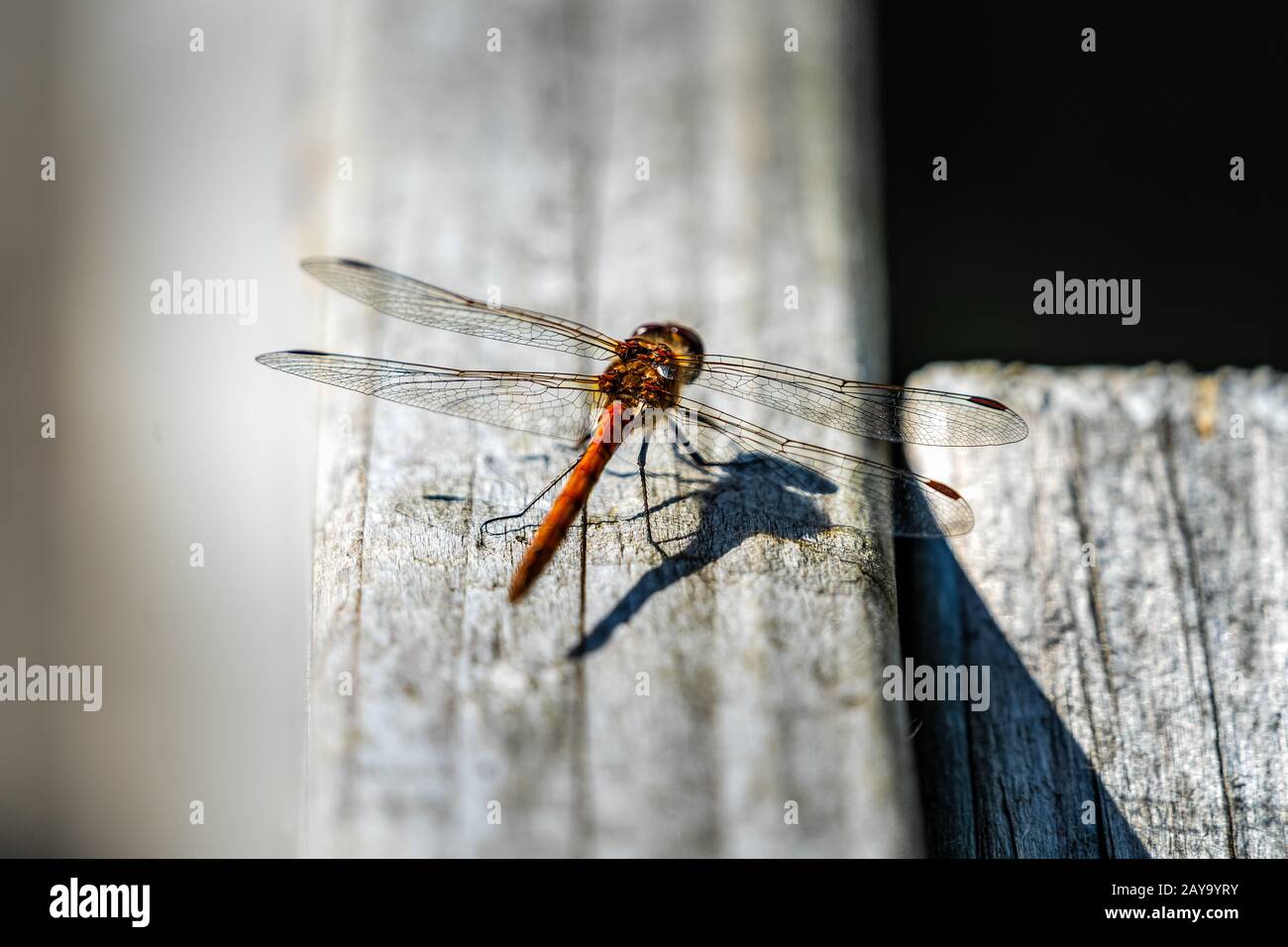 Dettaglio grande libellula arancione seduta su legno bianco, isolato e sfocato Foto Stock