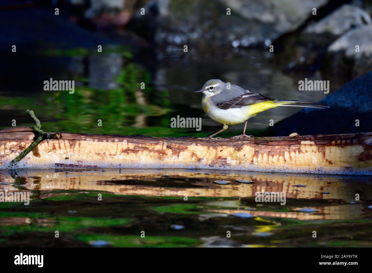 Wagtail di montagna Foto Stock