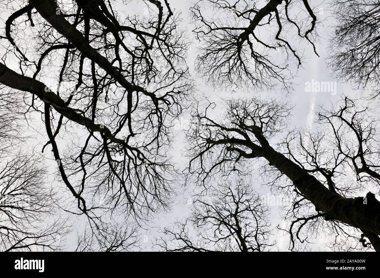 gli alberi della foresta nera si presentano verso l'alto con alberi alti e rami ritorti Foto Stock