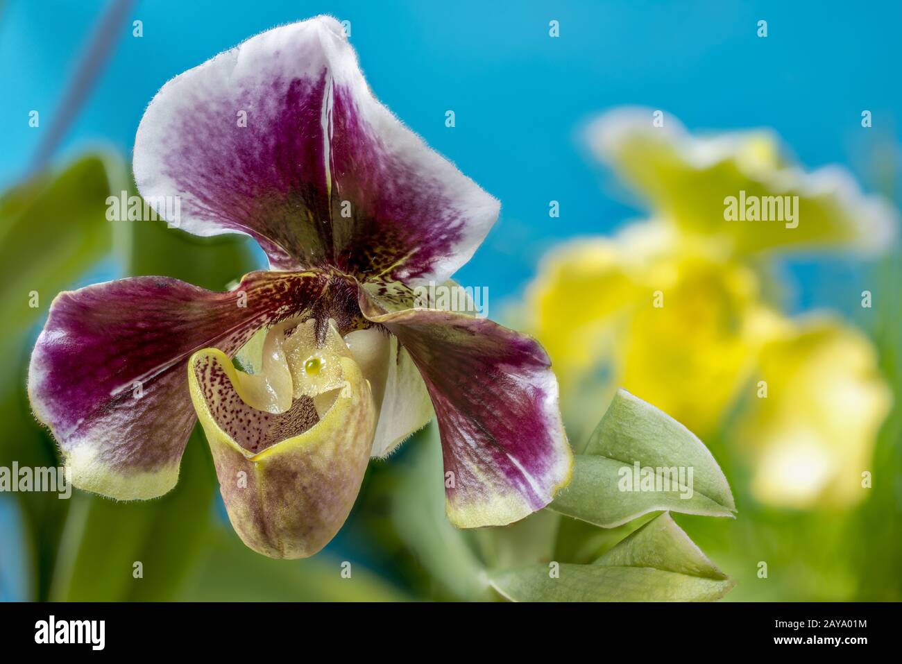 Orchidee di paphiopedilum, "orchidee scivolose" Foto Stock