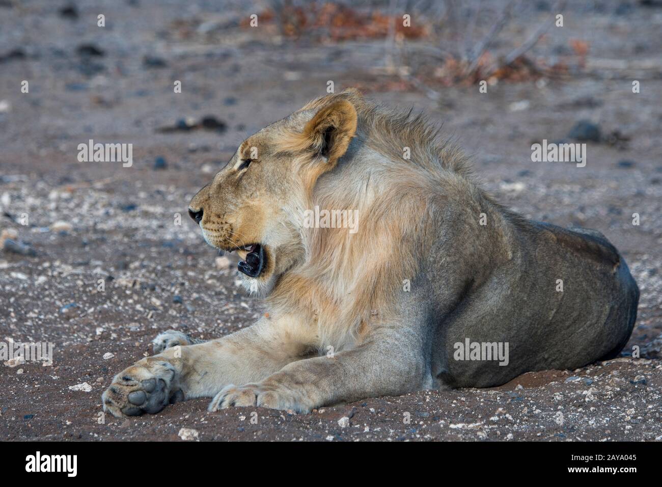 Un giovane leone maschile (panthera leo) nella Riserva di gioco di Ongava, a sud del Parco Nazionale di Etosha, nella Namibia nord-occidentale. Foto Stock