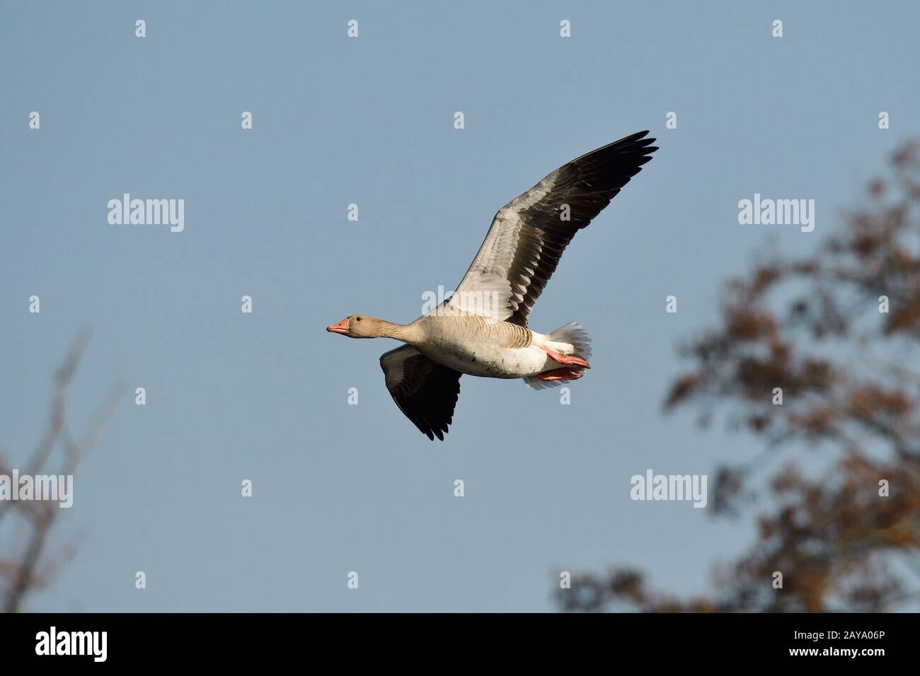 Graugaense Foto Stock