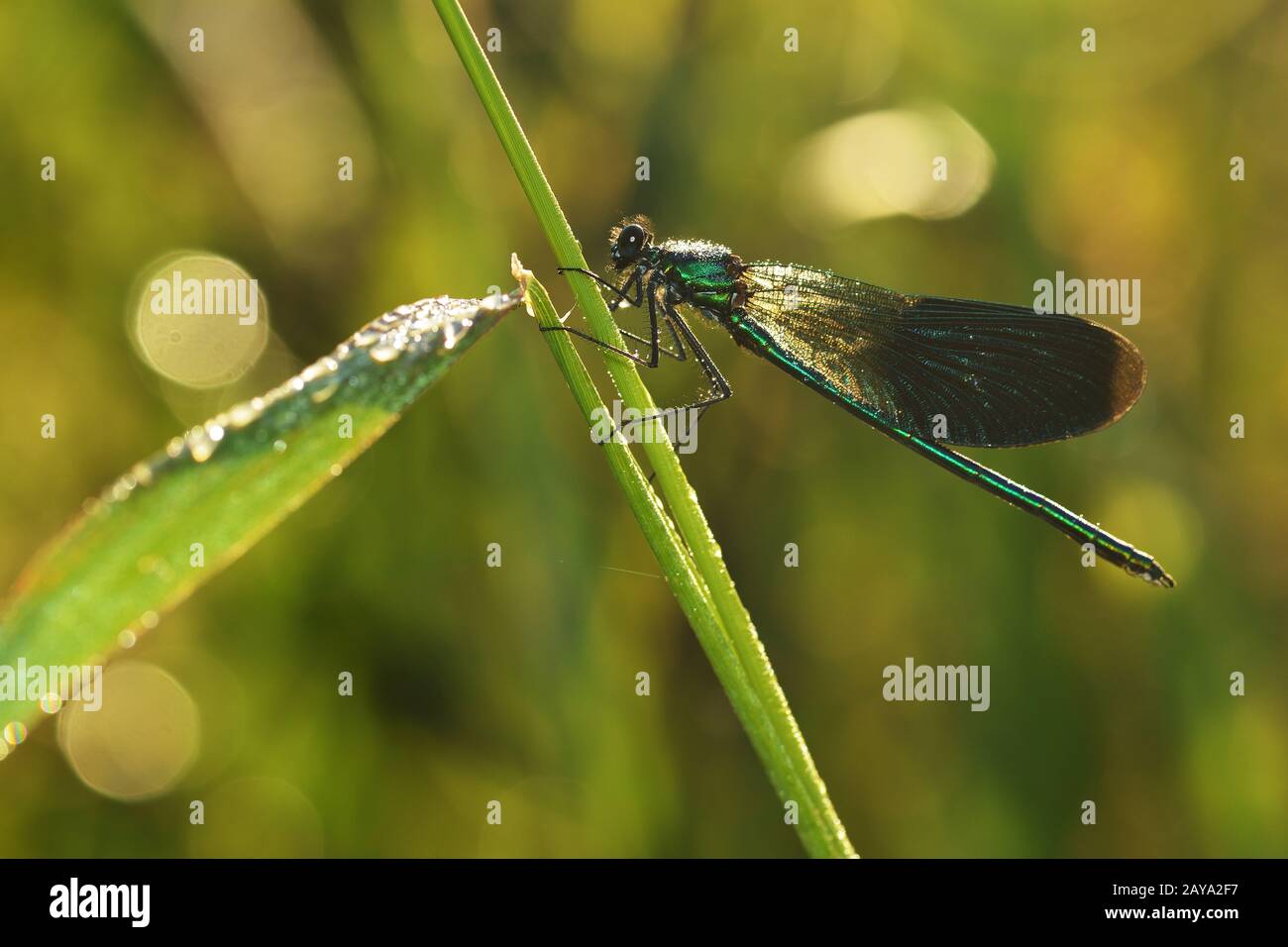 Libellula a bande Foto Stock