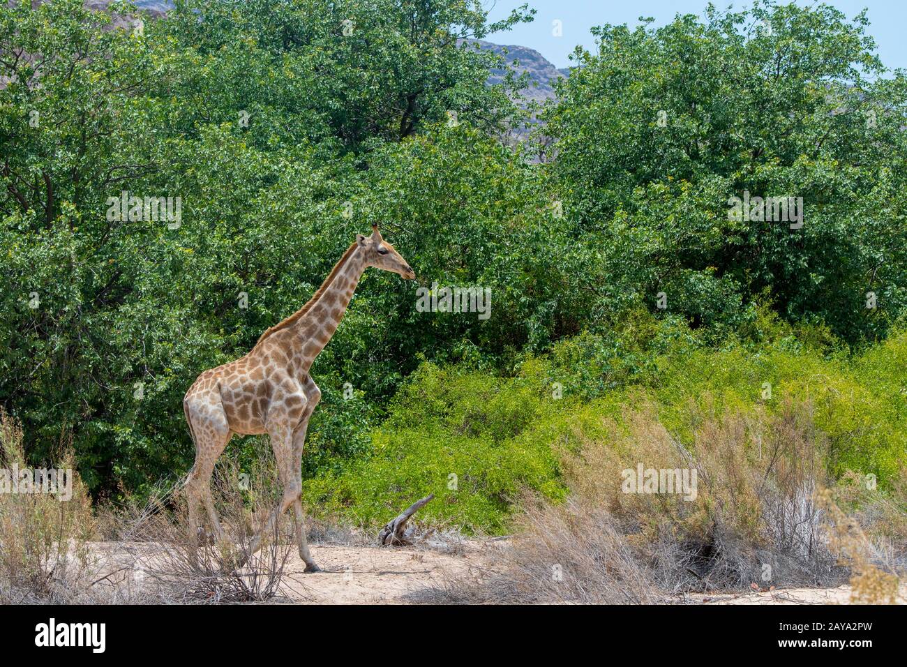 Una giraffa angolana (giraffa angolensis), una sottospecie di giraffe meridionale, attraversa a piedi il paesaggio desertico della valle del fiume Huanib Foto Stock