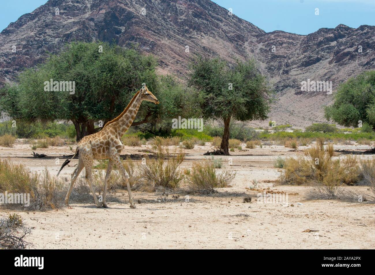 Una giraffa angolana (giraffa angolensis), una sottospecie di giraffe meridionale, attraversa a piedi il paesaggio desertico della valle del fiume Huanib Foto Stock