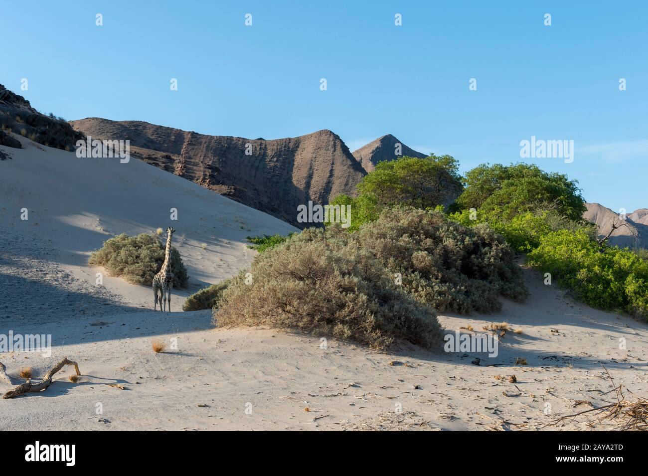 Una giraffa angolana (giraffa angolensis), una sottospecie di giraffe meridionale, nel paesaggio desertico della valle del fiume Huanib nella parte settentrionale di Damara Foto Stock