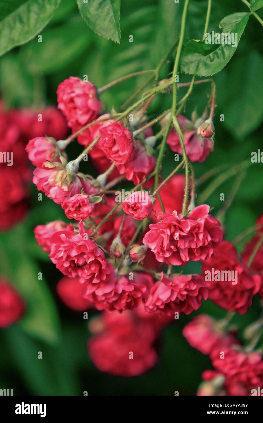 Blooming Red Rose di piccole dimensioni Foto Stock