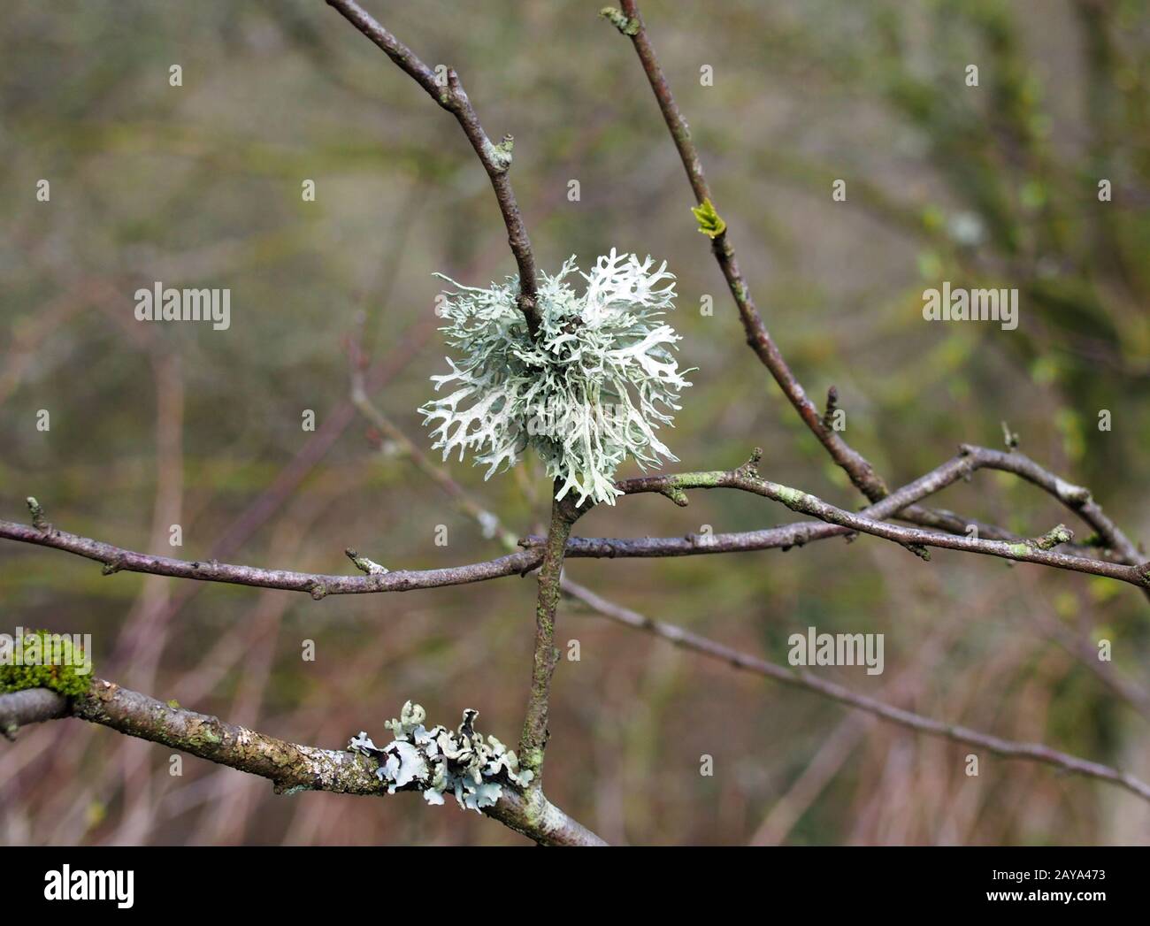 primo piano di llicheni di muschio di quercia che crescono su un ramoscello in bosco Foto Stock