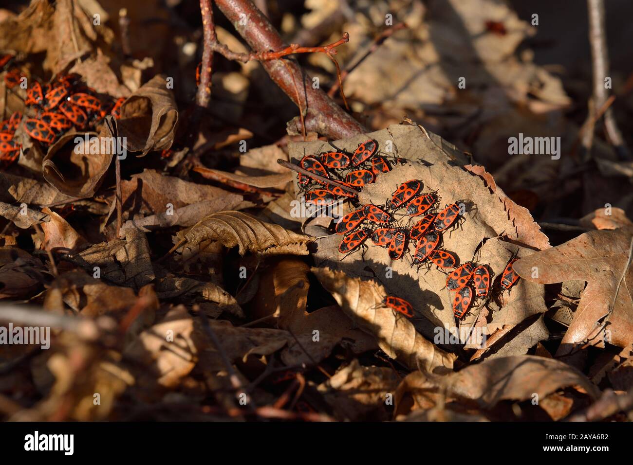 Fire bug Foto Stock
