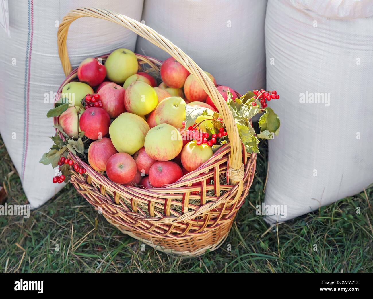 Mele fresche mature in un cesto di vimini. Foto Stock