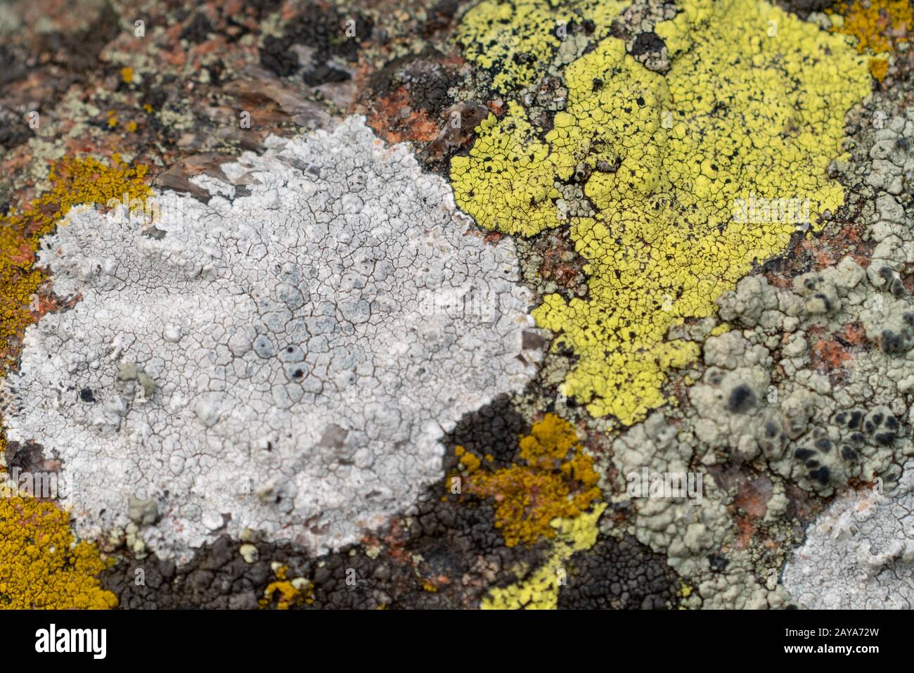 Diverso tappetino di licheni Foto Stock