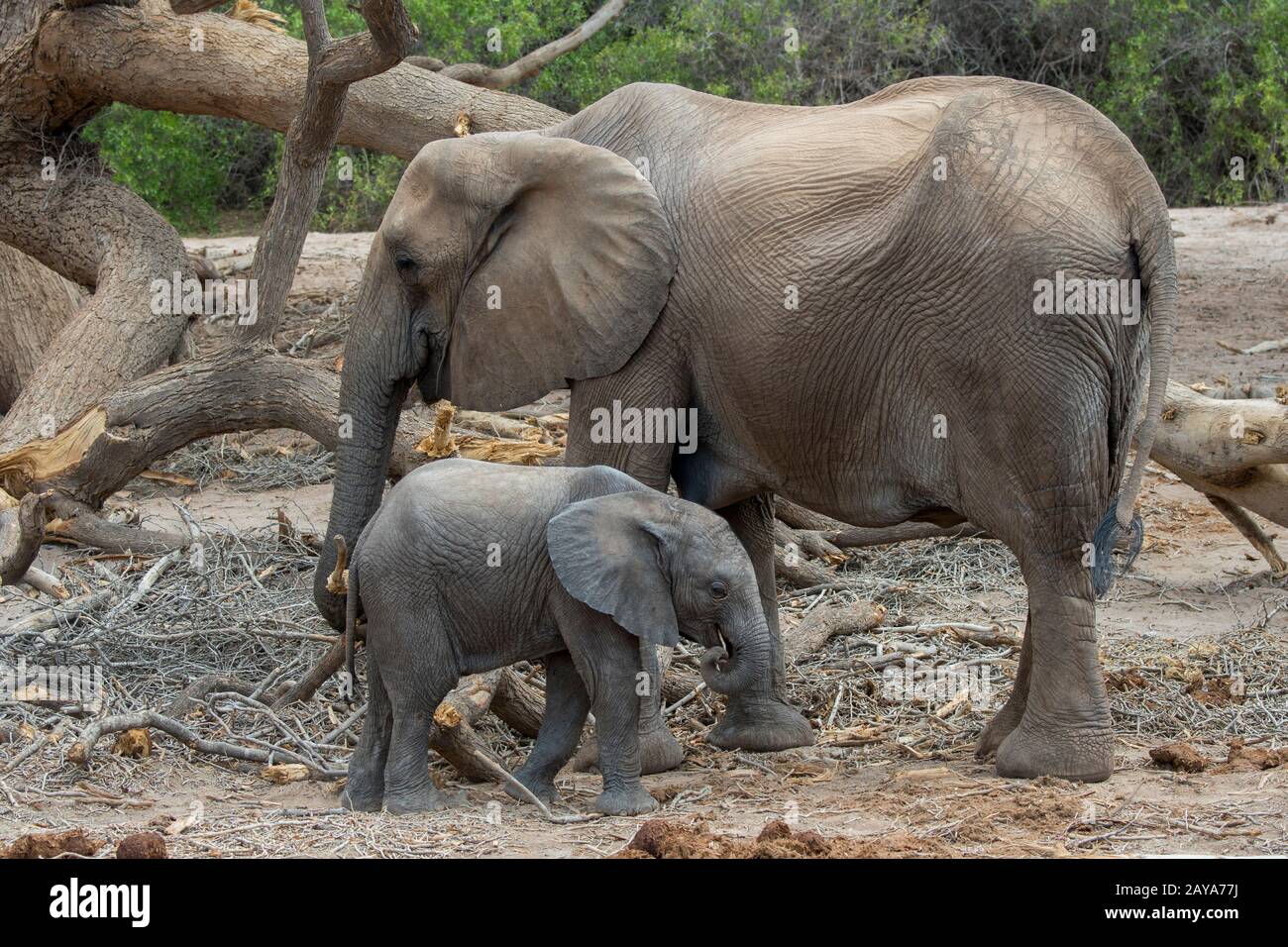 Elefante africano (Loxodonta africana) madre e bambino (circa 7 mesi) nella valle del fiume Huanib nel nord di Damaraland/Kaokoland, Namibia. Foto Stock