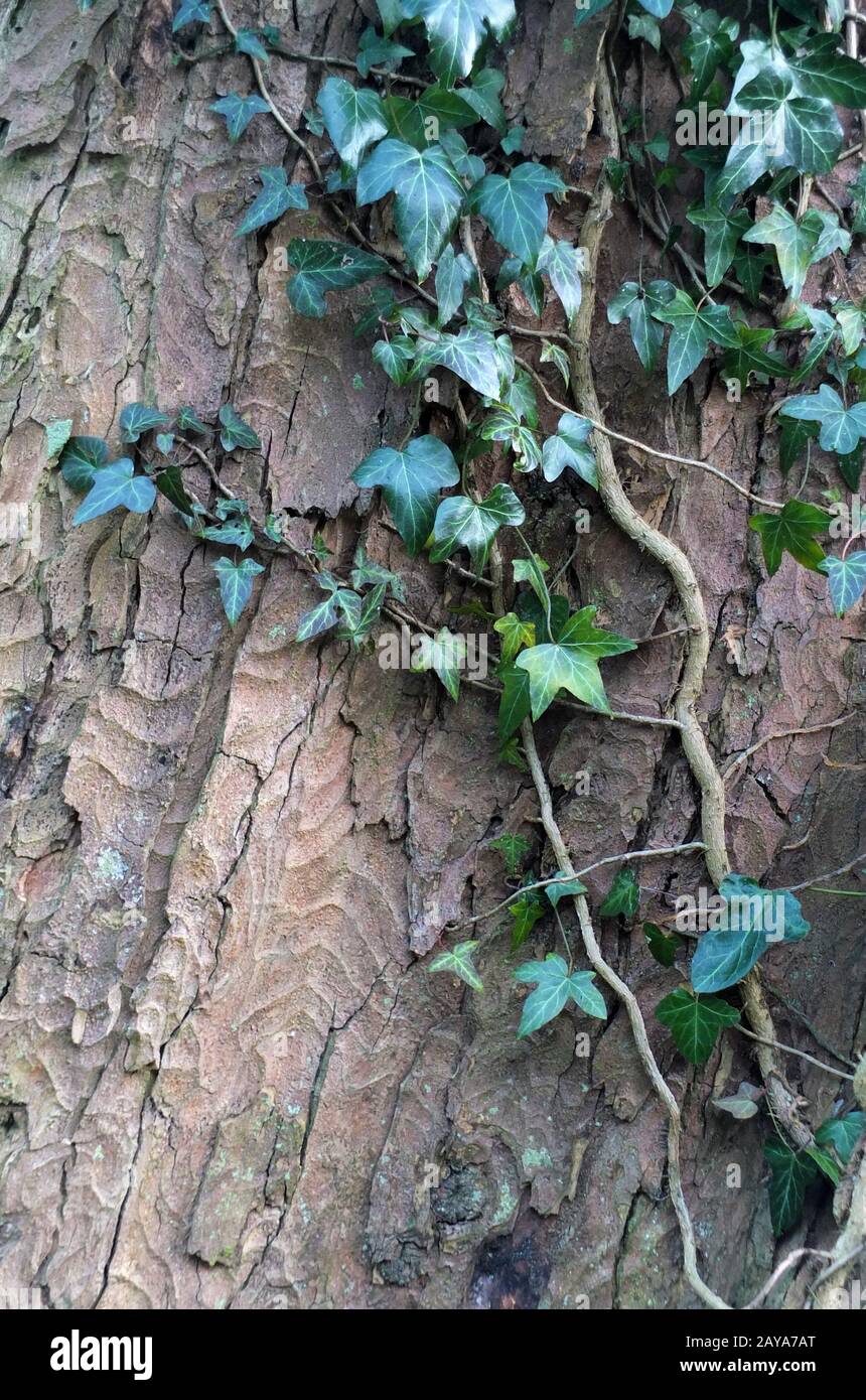 ivy che cresce su un tronco di faggio con la tessitura della corteccia Foto Stock