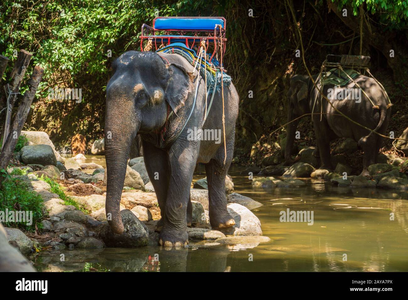 Elefanti thailandesi che riposano sulla riva del fiume nella giungla Foto Stock