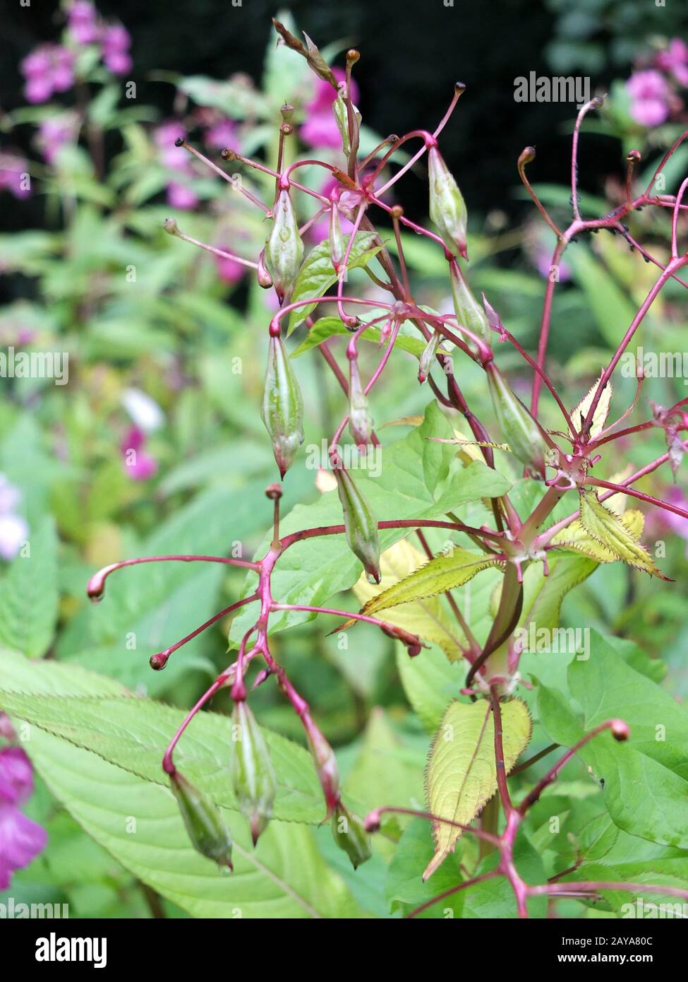 Un primo piano di fiori di balsamo himalayani e di germocci che crescono nelle zone umide vicino ad un fiume con le gocce di pioggia Foto Stock