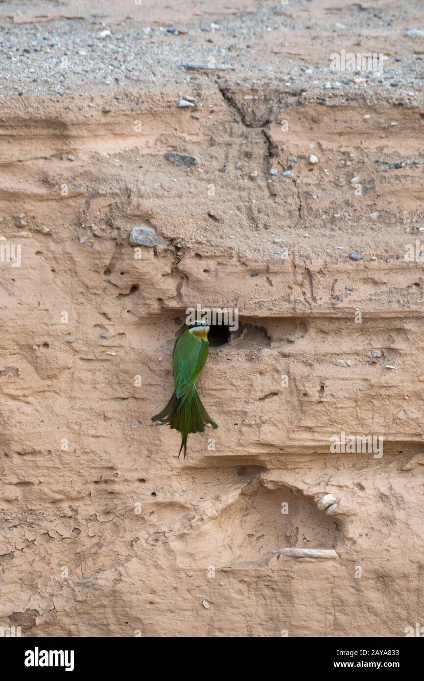 Un'apicoltura d'oliva o un'apicoltura malgascia (Merops superciliosus) in un foro di nidificazione sulle rive della valle del fiume Huanib nel nord di Damaraland/Kao Foto Stock