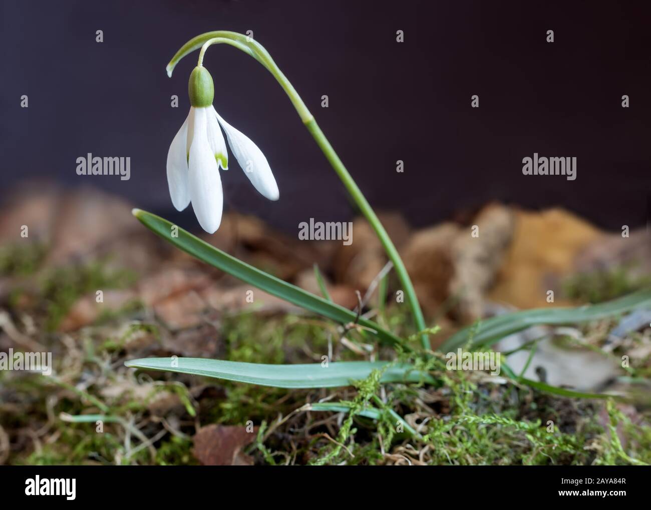 Snowdrops sono i primi fiori di primavera tra le foglie. Foto Stock