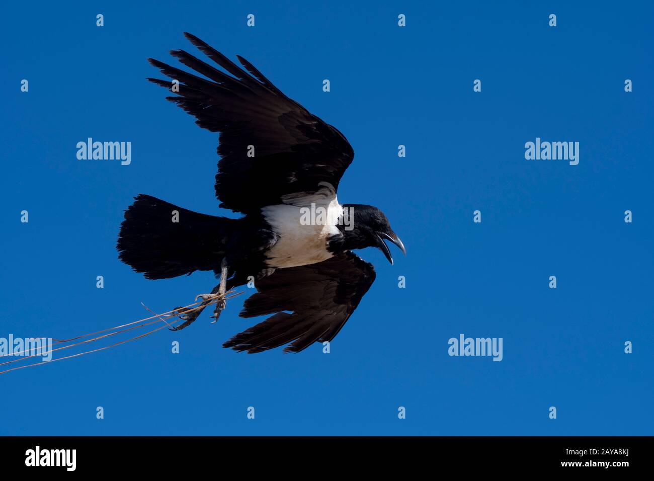 Un corvus (Corvus albus) con materiale di nidificazione in volo nell'area di Sossusvlei, il Parco Nazionale Namib-Naukluft in Namibia. Foto Stock