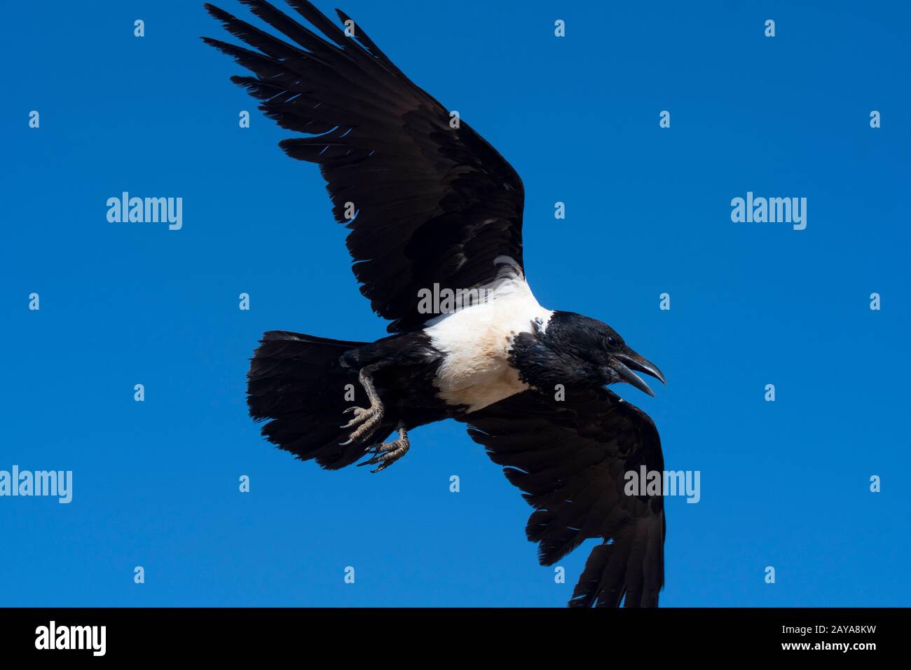 Un corvus in volo nella zona di Sossusvlei, il Parco Nazionale Namib-Naukluft in Namibia. Foto Stock