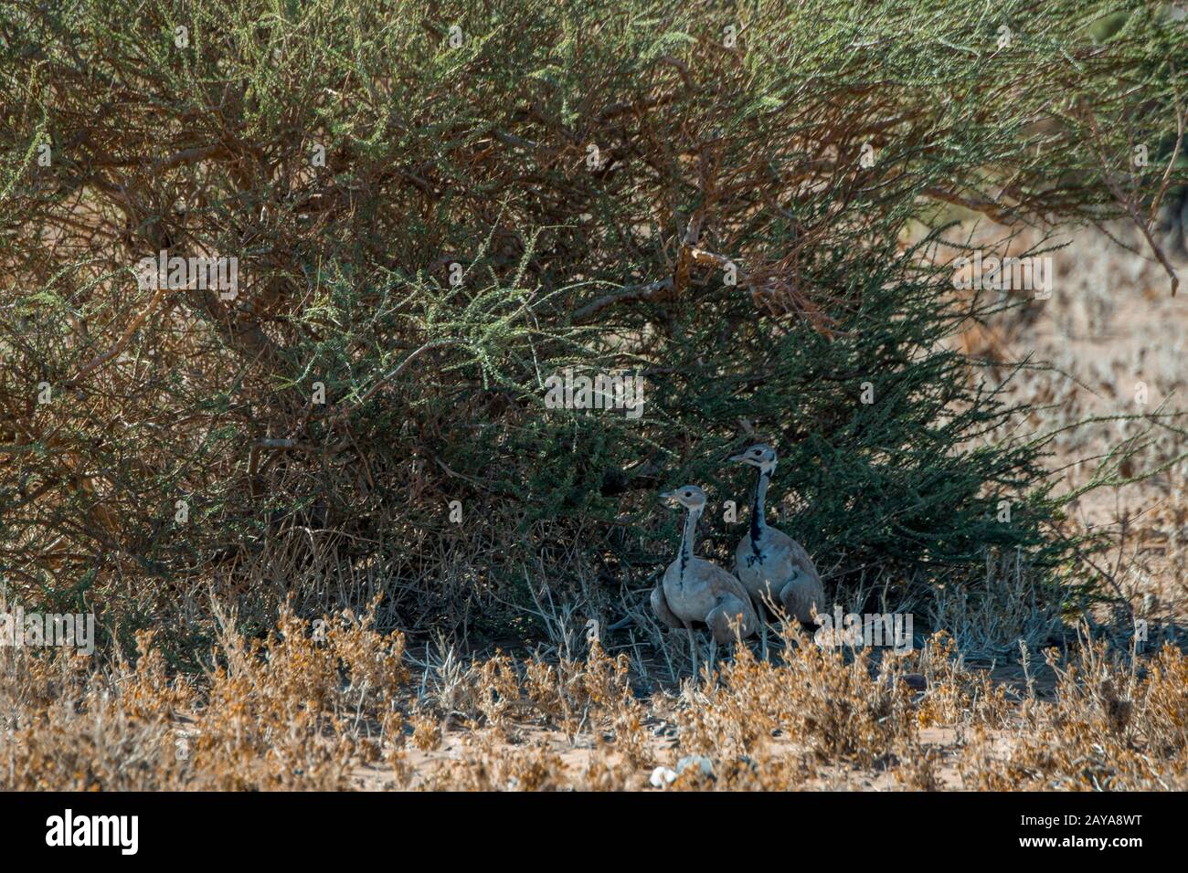 Una coppia di Ruppells Korhaan (Eupodotis rueppellii) che cerca l'ombra di un cespuglio per sfuggire al calore nella zona di Sossusvlei, Namib-Naukluft Parco Nazionale i Foto Stock